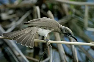 Sordidus: Little Friarbird