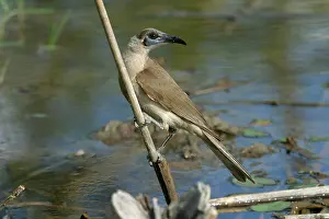 Sordidus: Little Friarbird
