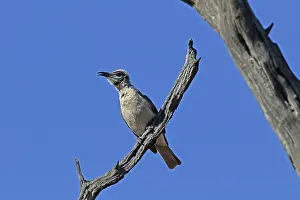Friarbird: Little Friarbird