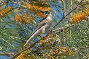 Grevillea: Little Friarbird