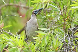 Calliope: Little Friarbird