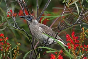 Friarbird: Little Friarbird