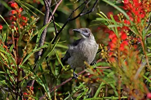 Friarbird: Little Friarbird