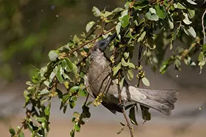 Philemon: Little Friarbird - bathing among wet leaves