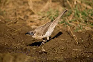 Puddles: Little Friarbird - drinking