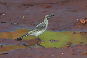 Puddles: Little Friarbird - At pool at dawn