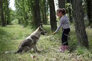 Herding: Little girl and Czechoslovakian wolfdog