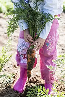 Harvesting: Little girl harvesting Carrots in a kitchen garden