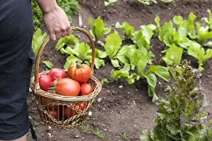 Harvesting: Little girl harvesting Tomatoes Coeur de Boeuf