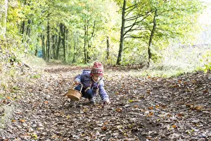 Picking: Little girl picking up acorns and chestnuts in the