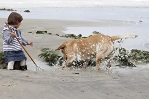 Tackle: Little girl playing on a beach with a Labrador Normandy)
