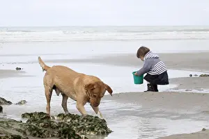 Itched: Little girl playing on a beach with a Labrador Normandy)