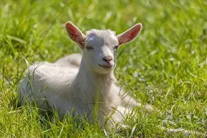 Teck: little Goat - funny white domestic goat fawn lying