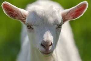 Teck: little Goat - portrait of a white domestic goat
