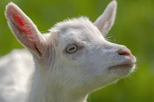 Teck: little Goat - portrait of a white domestic goat