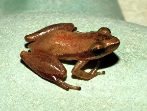 Chorus: Little Grass Frog