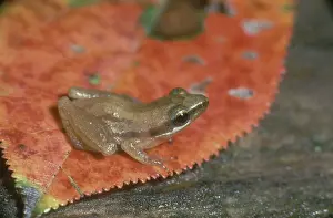 Pseudacris: Little Grass Frog