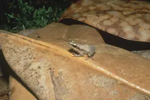 Pseudacris: Little Grass Frog