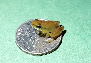 Chorus: Little Grass Frog adult sitting on a dime