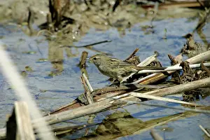 Gramineus: Little Grassbird