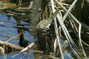 Gramineus: Little Grassbird