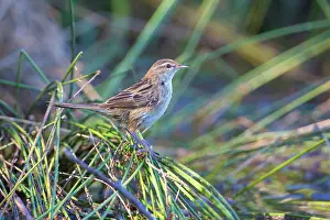Gramineus: Little Grassbird