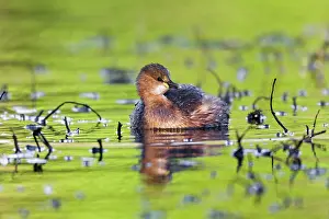 Dabchick: Little Grebe