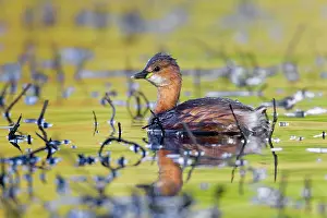 Dabchick: Little Grebe