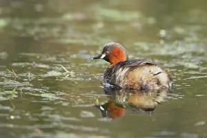 Tachybaptus: Little Grebe