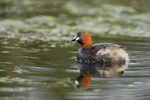 Tachybaptus: Little Grebe