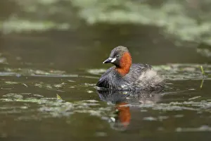 Tachybaptus: Little Grebe