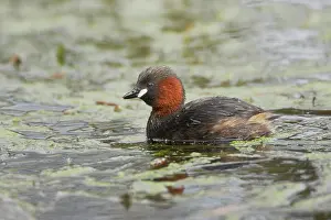 Tachybaptus: Little Grebe