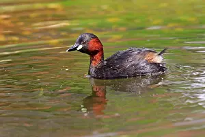Tachybaptus: Little Grebe