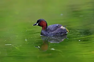 Tachybaptus: Little Grebe