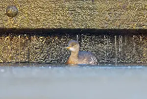 Tachybaptus: Little Grebe