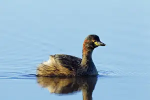Podicipedidae: Little Grebe