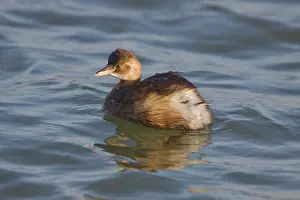 Tachybaptus: Little Grebe