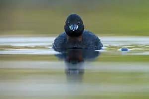 Tachybaptus: Little Grebe