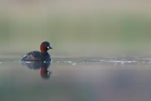 Tachybaptus: Little Grebe