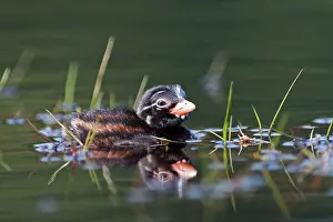 Tachybaptus: Little Grebe