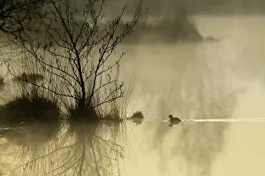 Peat: Little Grebe