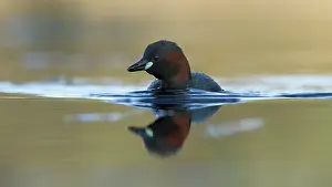 Tachybaptus: Little Grebe