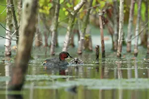 Bogland: Little Grebe