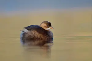 Tachybaptus: Little Grebe