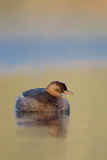 Tachybaptus: Little Grebe