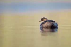 Tachybaptus: Little Grebe