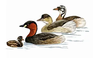 Tachybaptus: Little Grebe