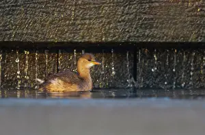 Tachybaptus: Little Grebe