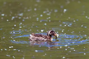 Tachybaptus: Little Grebe