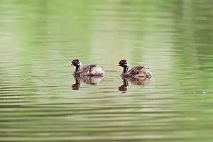 Tachybaptus: Little Grebe